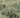cotoneaster-horizontalis-variegata_madarbirs