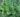 cryptomeria_japonica_cristata_japan_szugifenyo