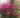 gaura-gambit-rose-diszgyertya
