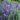 lavandula_arabian_nights_levendula