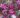 malus_purple_rain_diszalma