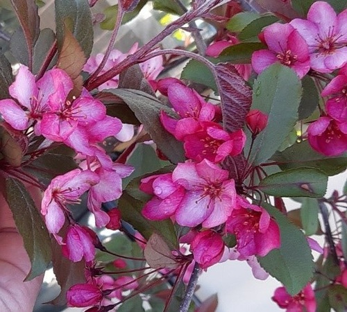 Malus ’Purple Rain’ / Terülő díszalma