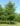 quercus_palustris_mocsari_tolgy