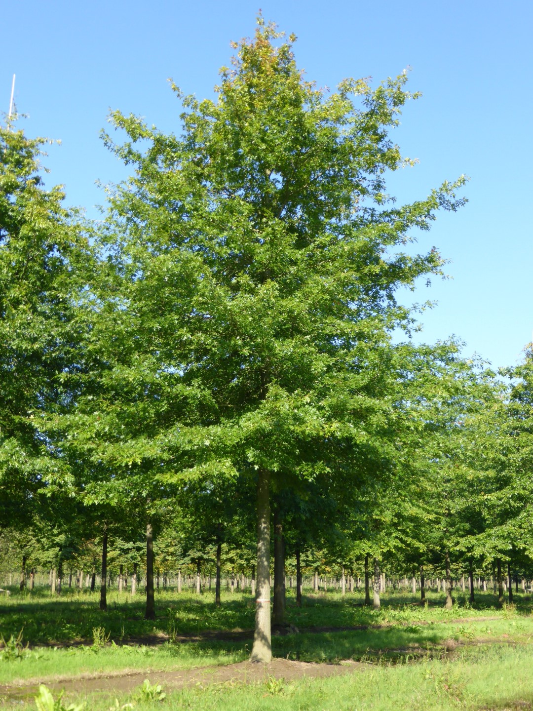 Quercus palustris / Mocsári tölgy
