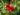 rosa_canina_fertodi_parazs_csipkebogyo