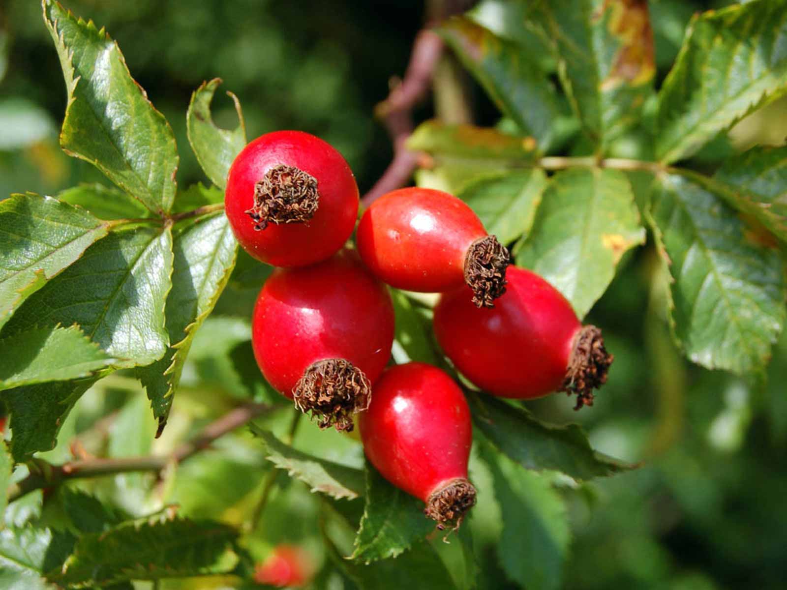 Rosa canina ’Fertődi parázs’ / Csipkebogyó (vadrózsa)