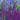 salvia_nemorosa_violet_queen_ligeti_zsalya