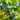 vaccinium_jersey_afonya